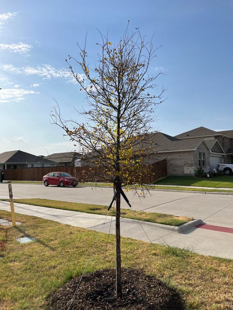 However, Newly Planted Trees And Shrubs Should Be Left Alone