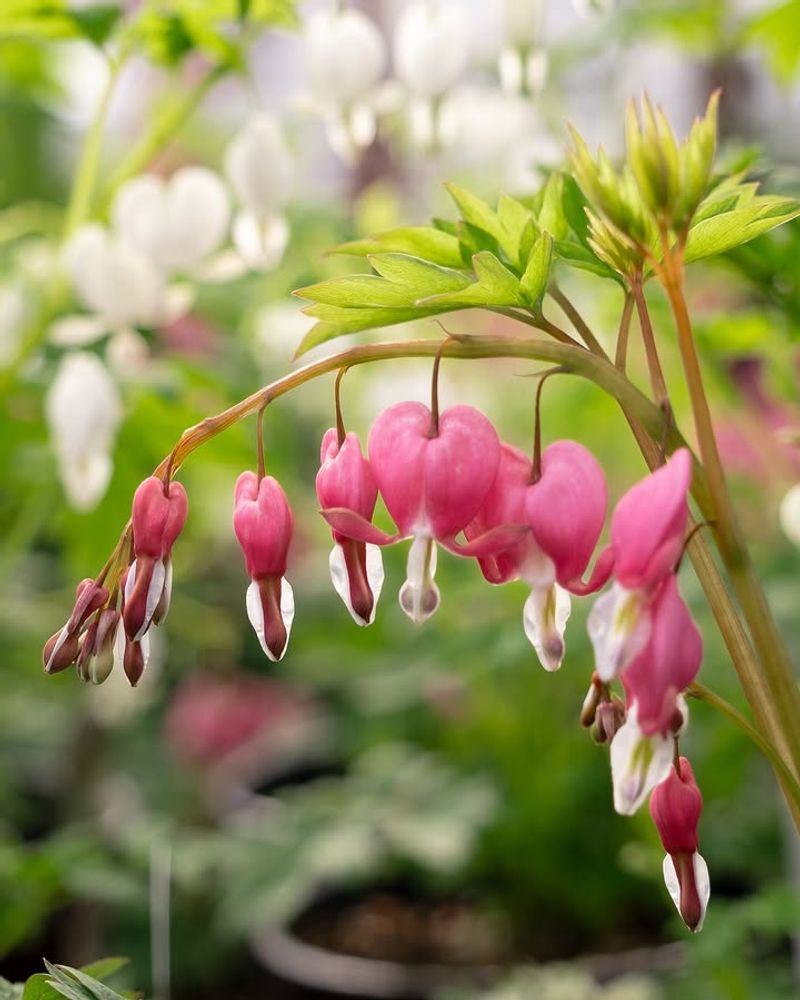 Pacific Bleeding Heart For Soft Woodland Color