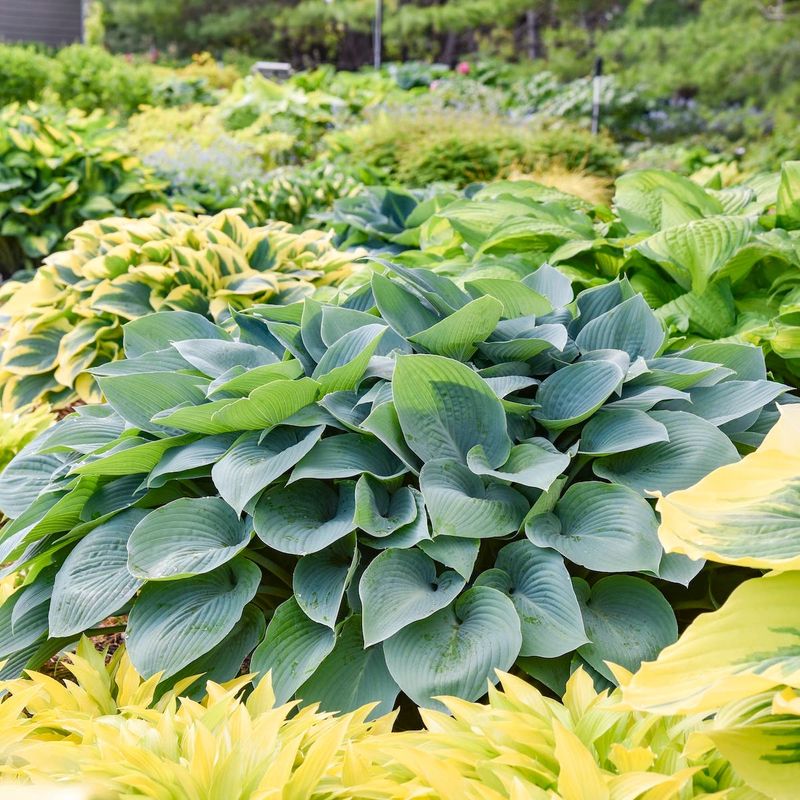Hosta 