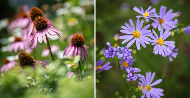 coneflowers and asters