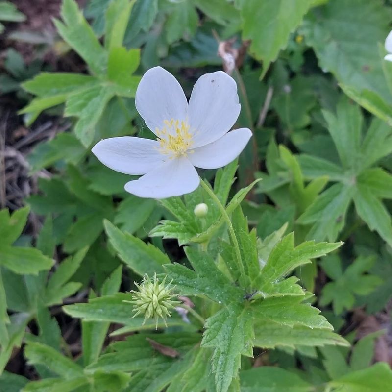 Tolerates Clay Soil Well