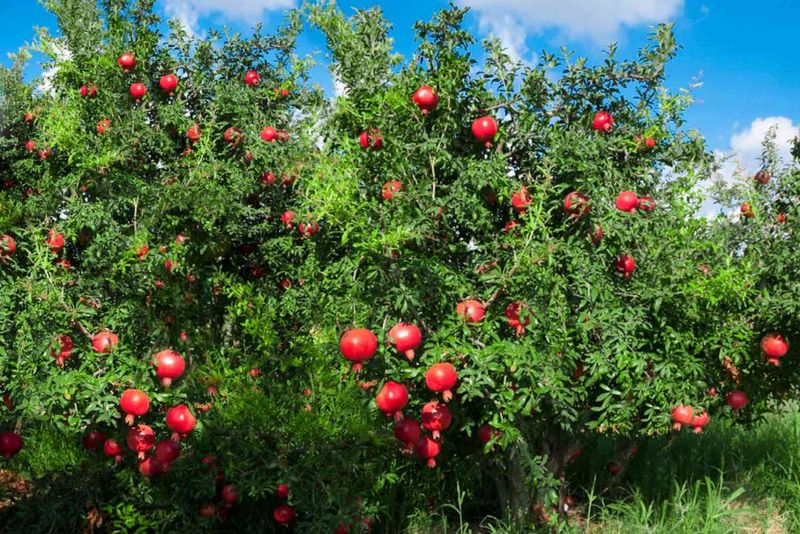 Pomegranate Trees Add Color And Fruit In Warm Areas