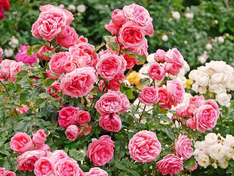 Sun And Airflow Management