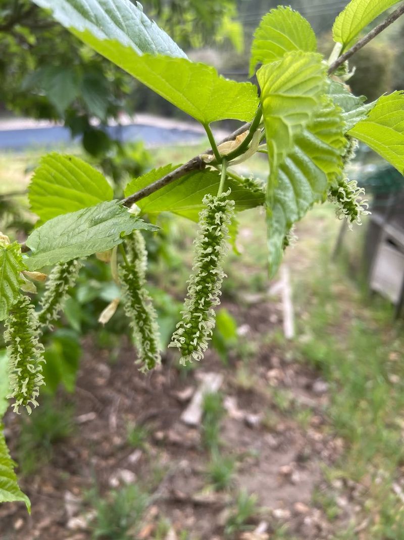 Flower And Fruit Thinning