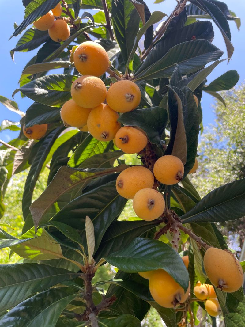 Flower And Fruit Thinning