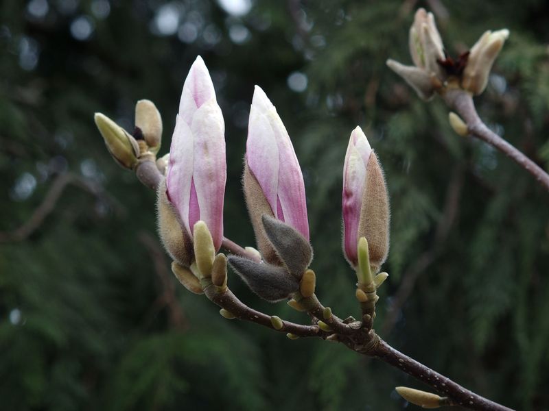 Bud Stage Determines Survival