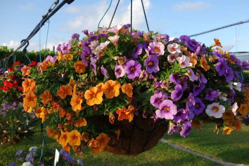 Calibrachoa Spills Over Containers With Endless Blooms