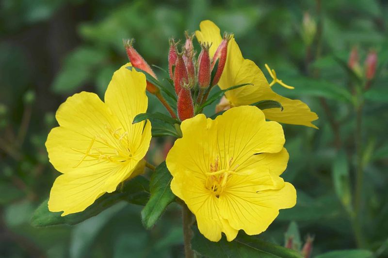 Evening Primrose