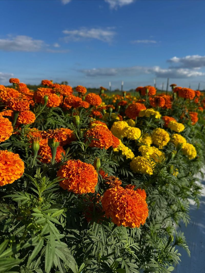 Marigold (Tagetes patula, Tagetes erecta)