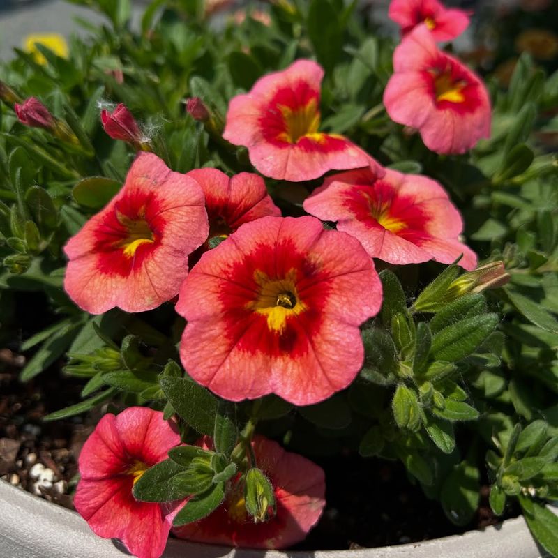 Calibrachoa Overflowing With Steady Flowers
