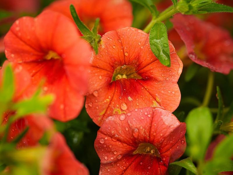 Calibrachoa That Keeps The Blooms Coming