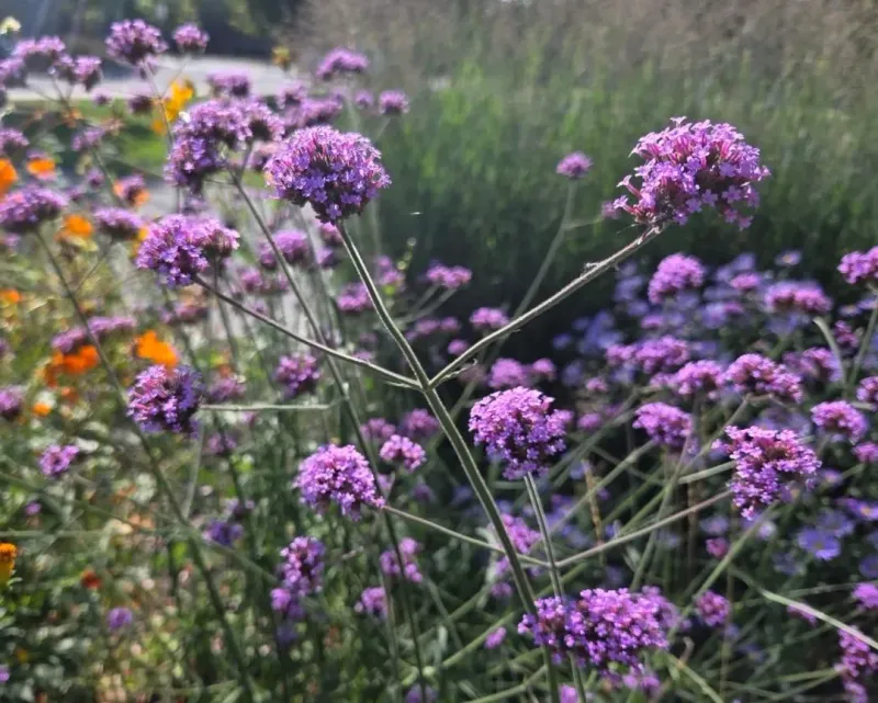 Verbena That Keeps Going In Heat
