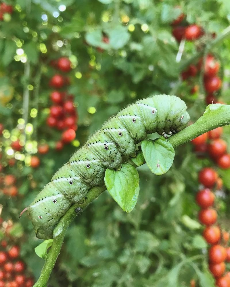 Tomato Supporting The Caterpillar Stage