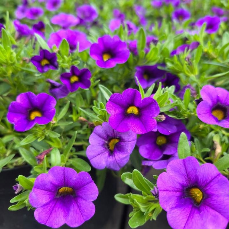 Calibrachoa Or Million Bells