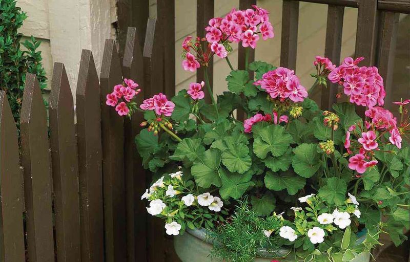 Geraniums (Pelargoniums)