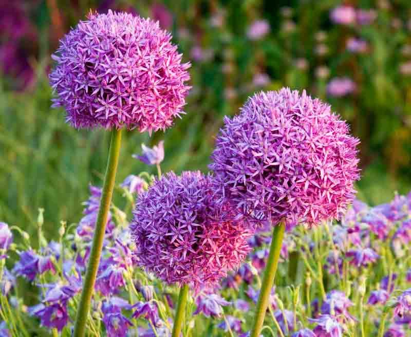 Allium Flowers