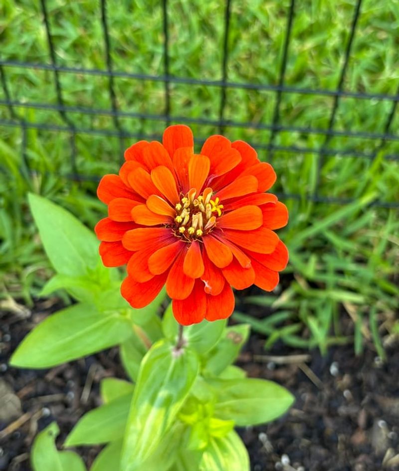 Zinnias