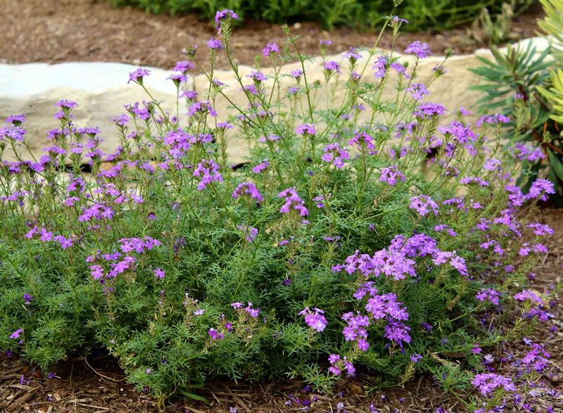 Verbena Keeps Blooming As Spring Warms