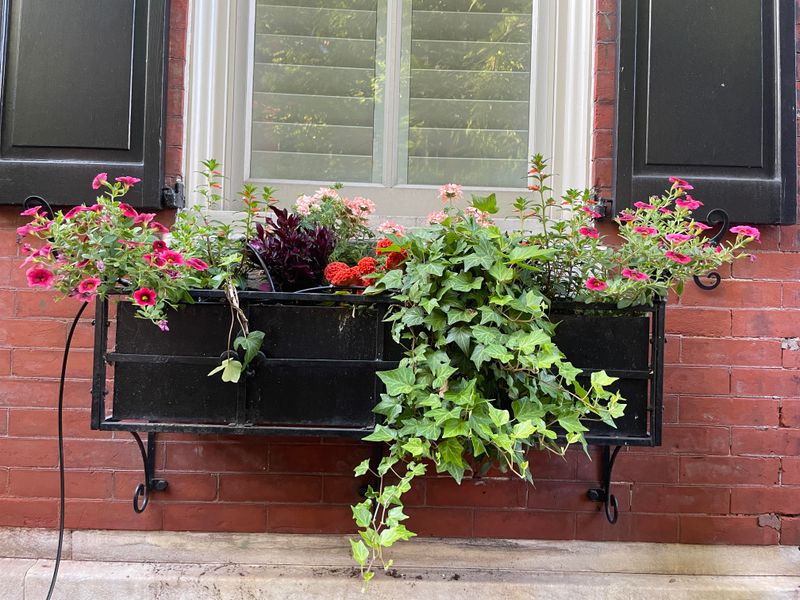 Geraniums And Alyssum