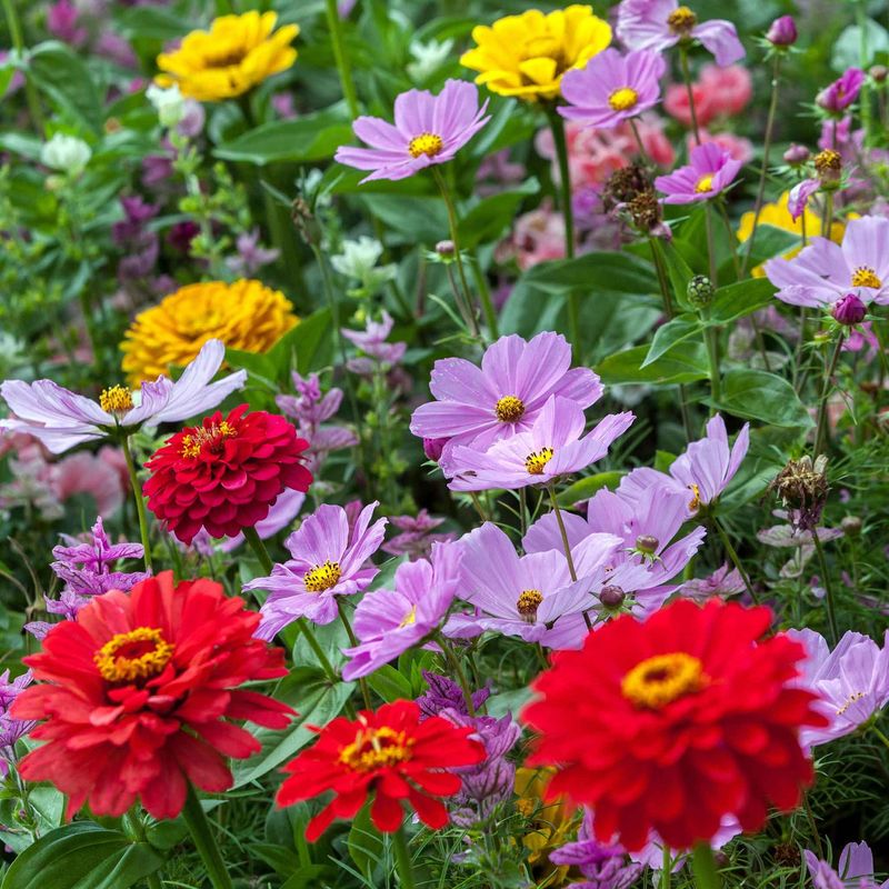 Zinnias And Cosmos For Height And Airy Texture
