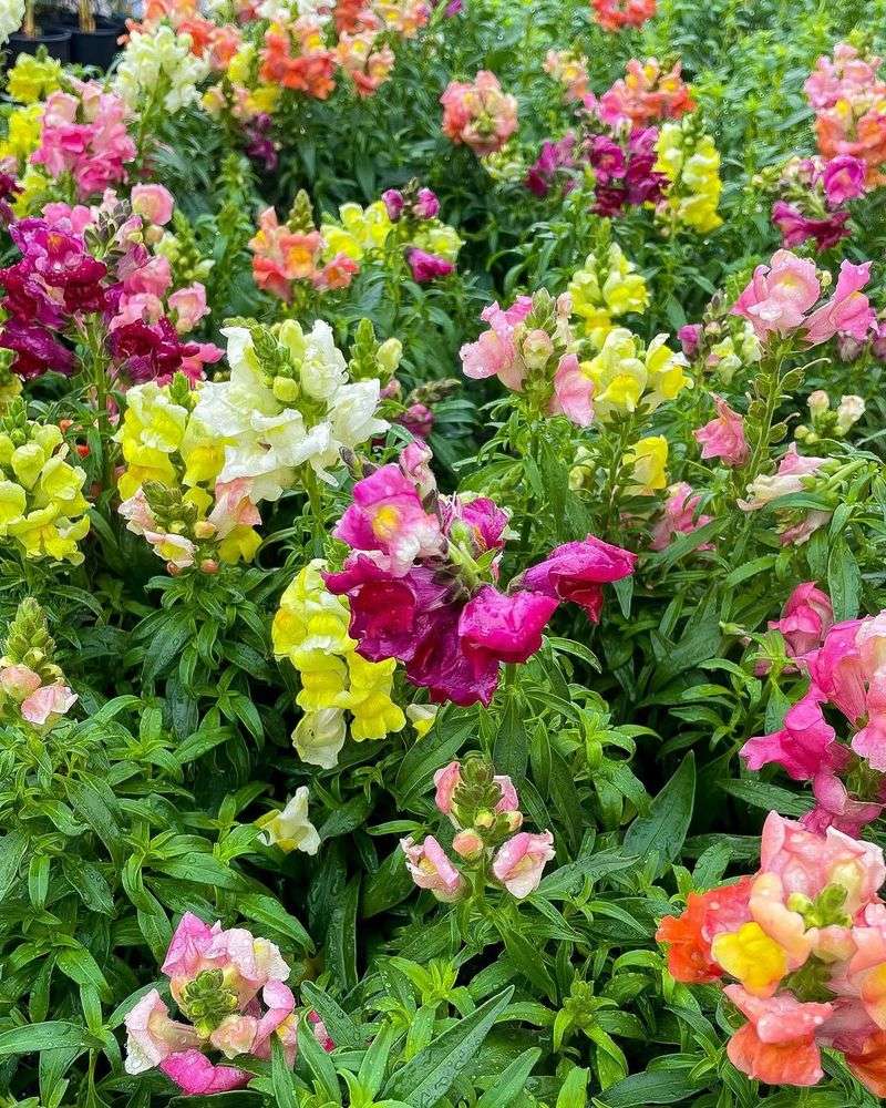 Snapdragons And Alyssum Handle Cool Spring Weather