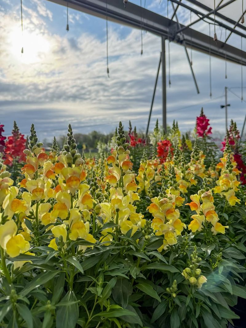 Snapdragons Stay Bright With Simple Cuts