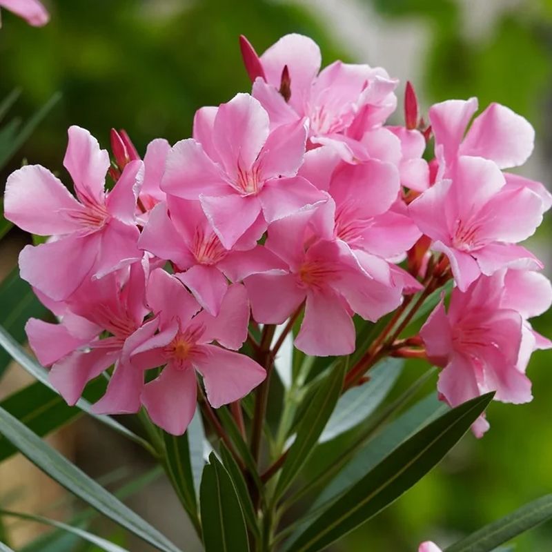Oleander Comes With More Risk Than Reward