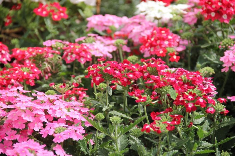 Verbena Keeps Blooming As Temperatures Rise