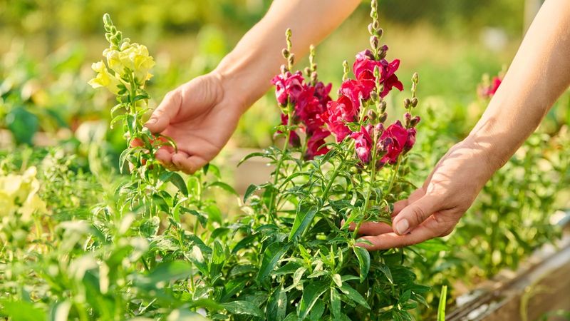 Snapdragons Get Bushier With A Timely Trim