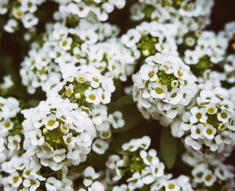 Sweet Alyssum For Soft Fragrant Edges