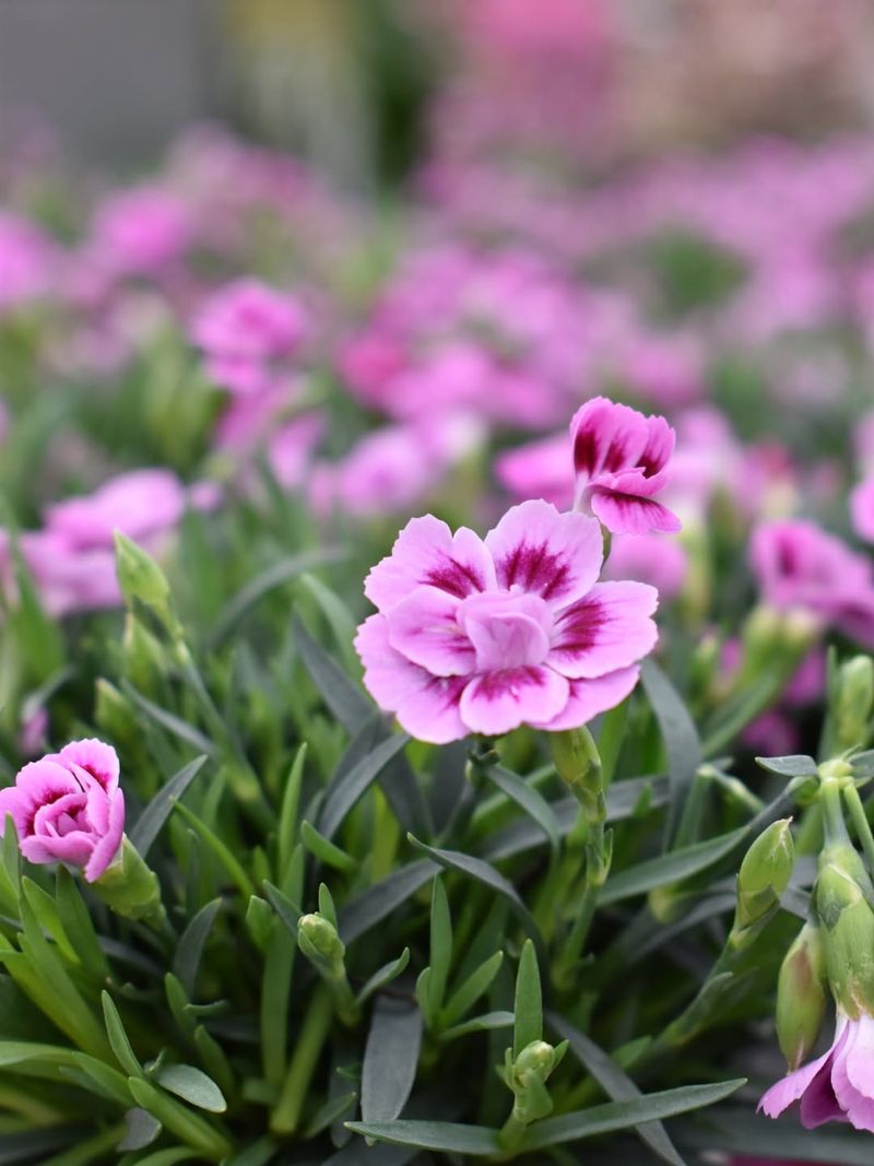Dianthus