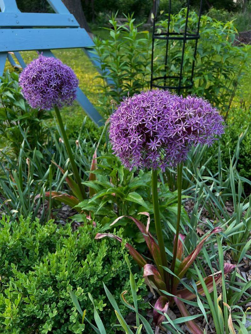 Alliums Help Repel Aphids And Other Soft Bodied Pests