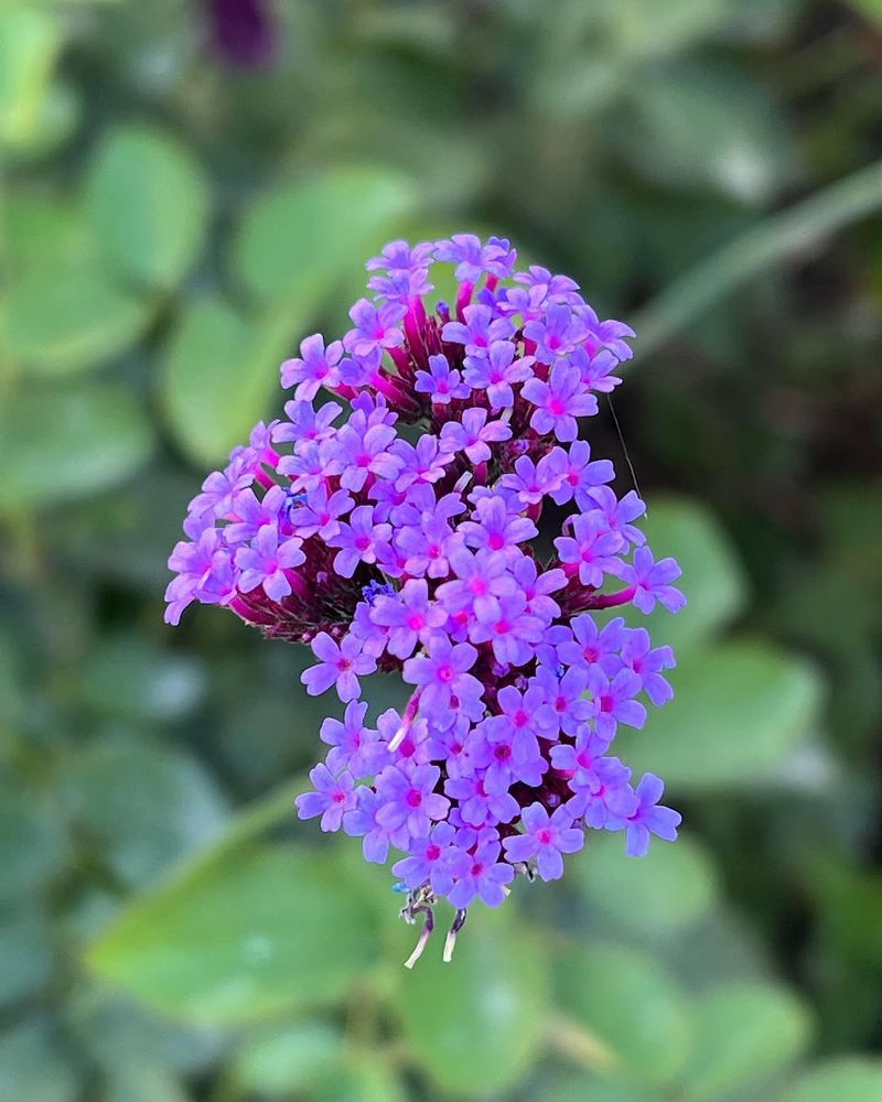 Verbena (Verbena Spp.)