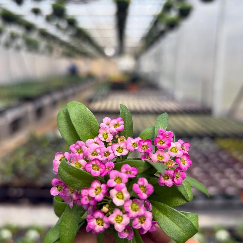 Sweet Alyssum (Lobularia Maritima)