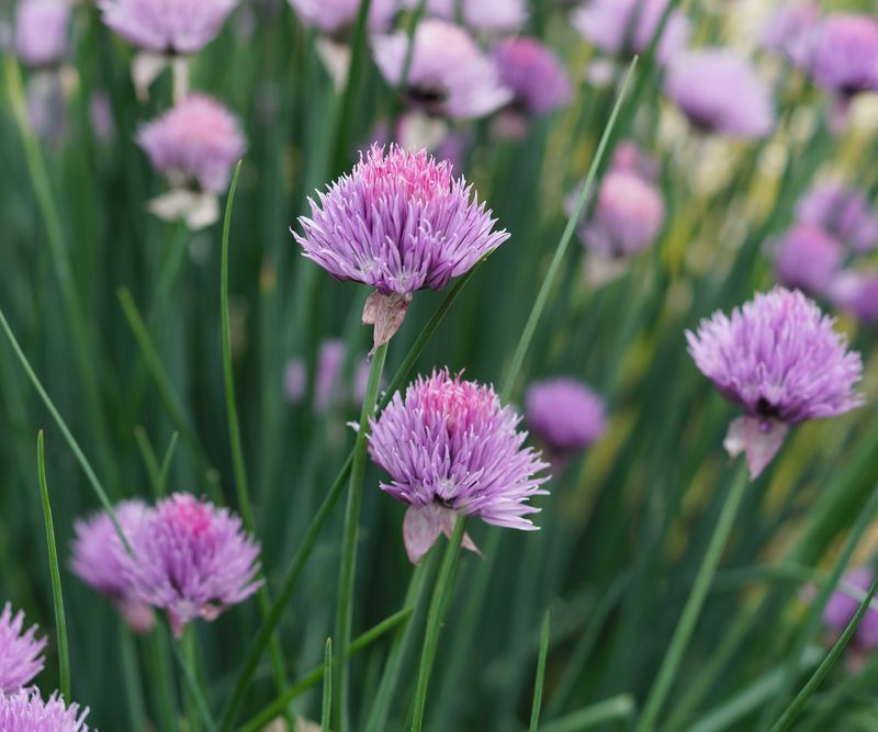 Chives (Allium Schoenoprasum)