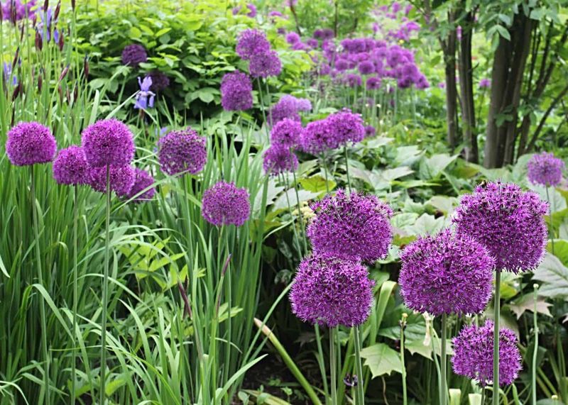 Allium Flowers (Allium spp.)