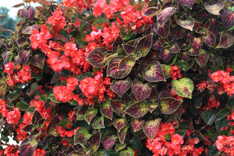 Coleus (Coleus Scutellarioides) And Begonias (Begonia Spp.)