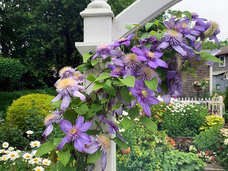 Clematis Thrives When You Know The Secret