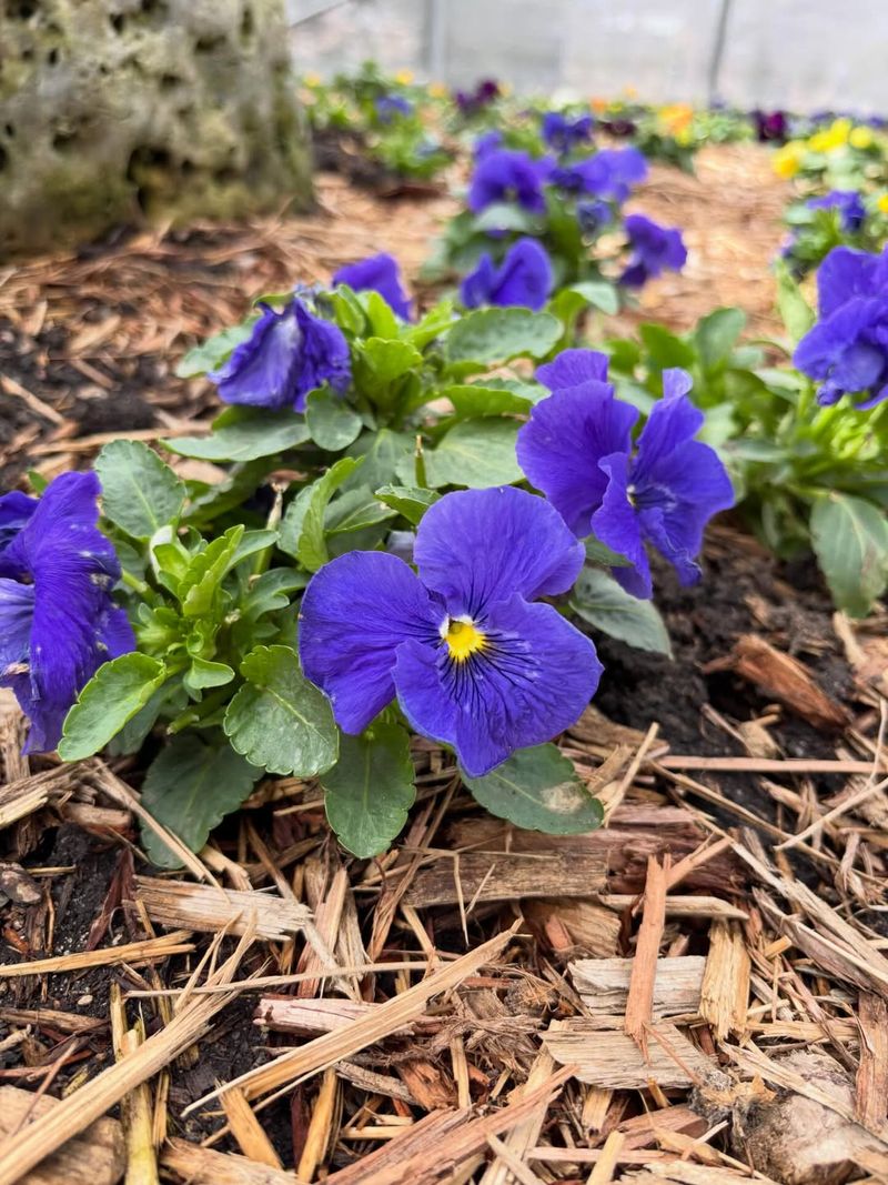 Pansies Fade Quickly As Heat Builds