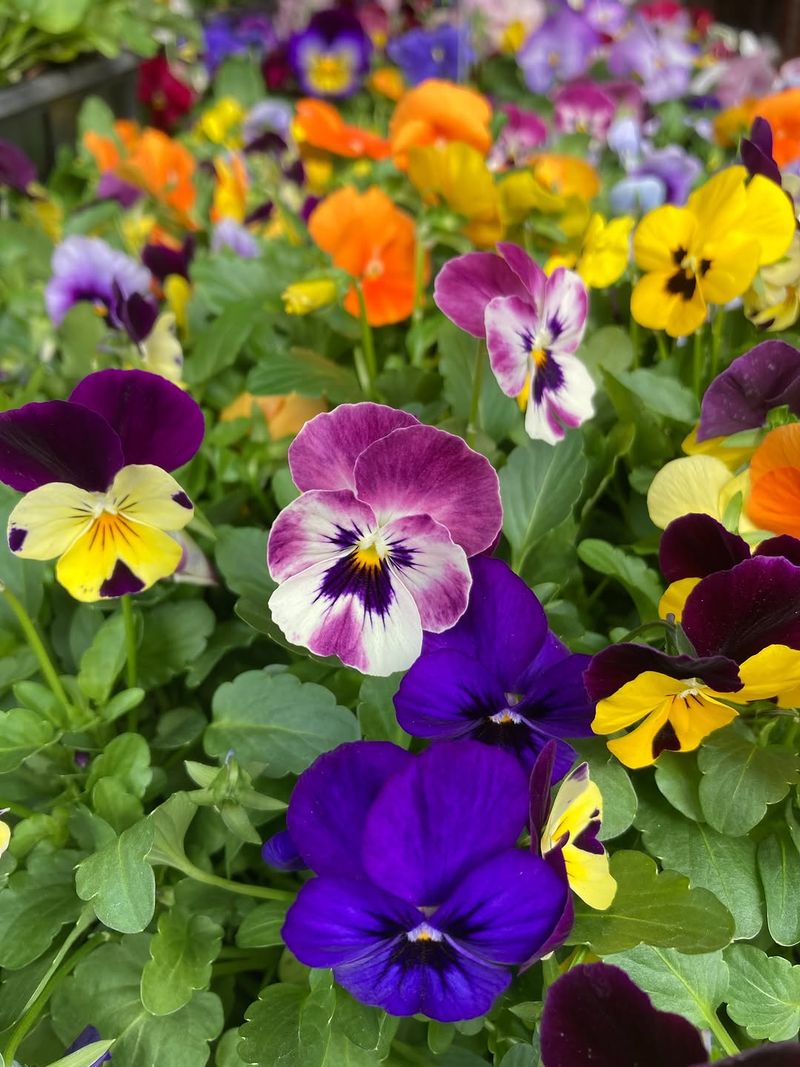 Pansies Handle Cold Better