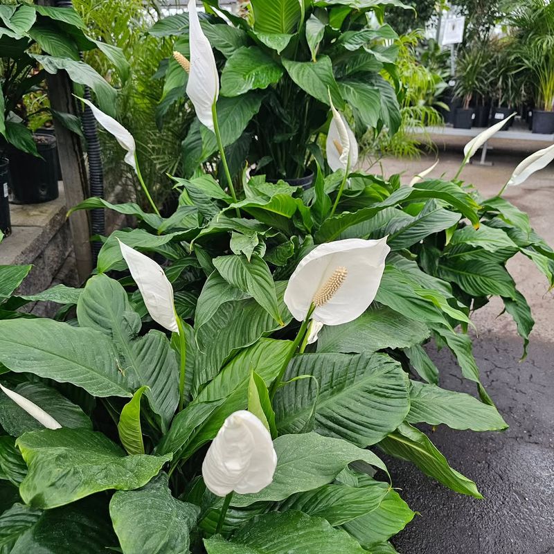 Peace Lily Adds Clean White Blooms