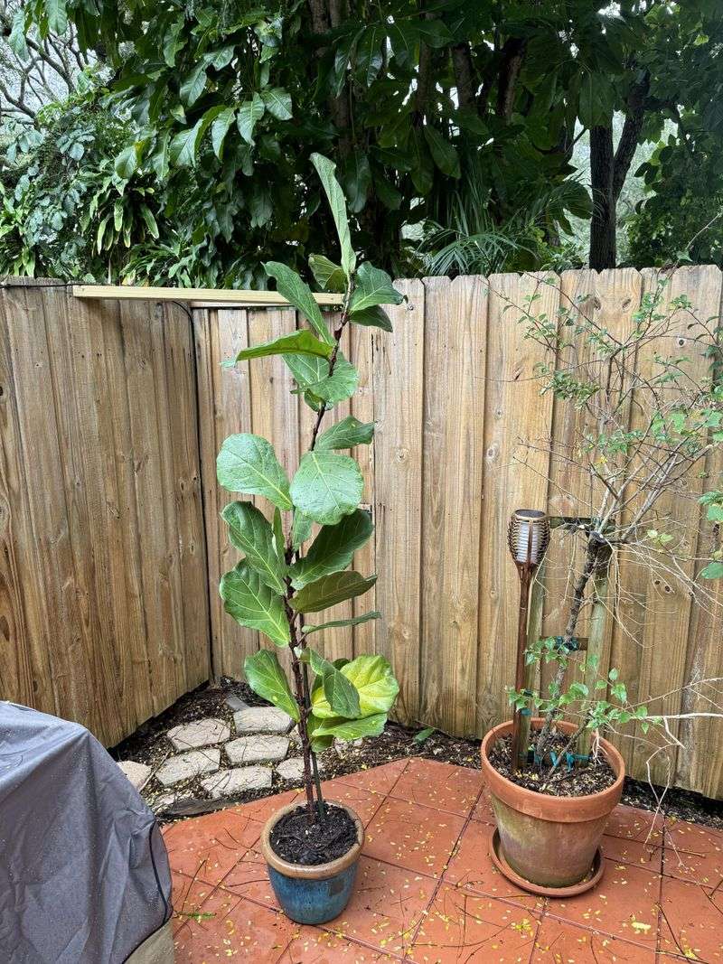 Fiddle Leaf Fig Needs A Slow Transition To Outdoor Light