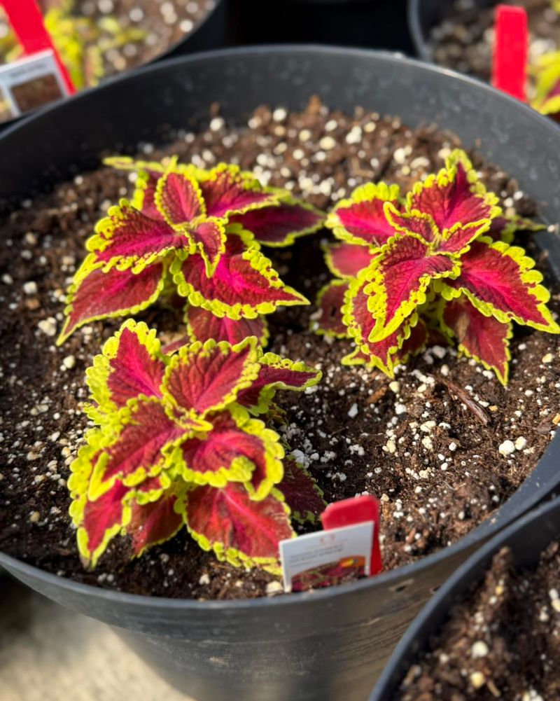 Coleus Propagates Quickly From Soft Stem Cuttings Coleus Propagates Quickly From Soft Stem Cuttings