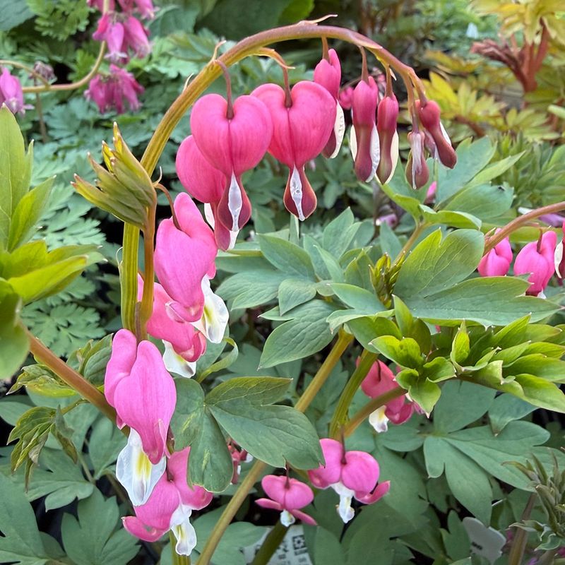 Columbine And Bleeding Heart Thrive In Partial Shade