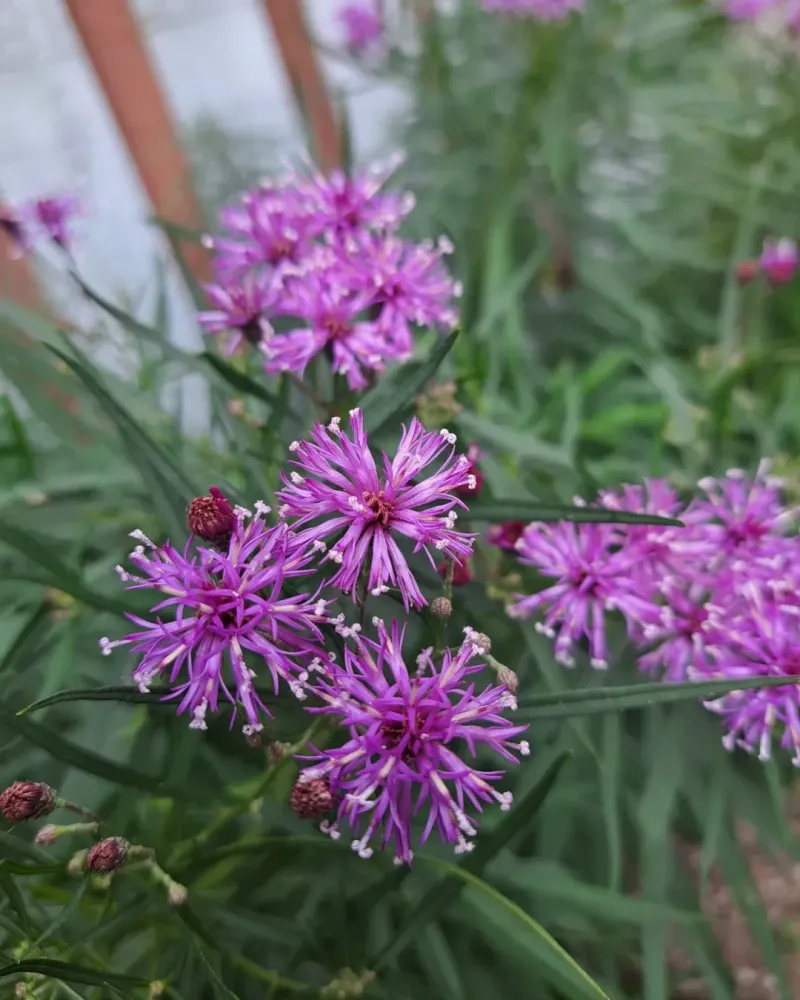 Ironweed Stands Tall And Comes Back Reliably