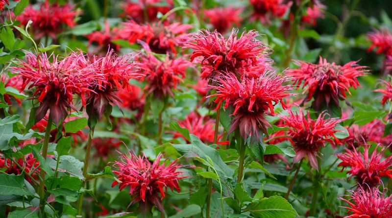 Bee Balm Driving Vigorous Growth And Pollinator Appeal
