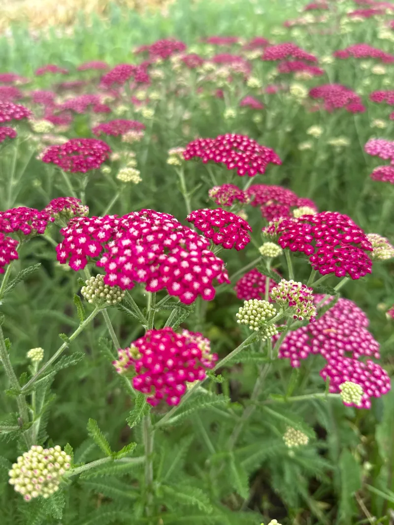 Yarrow Comes Back As A Tough, Low-Maintenance Classic