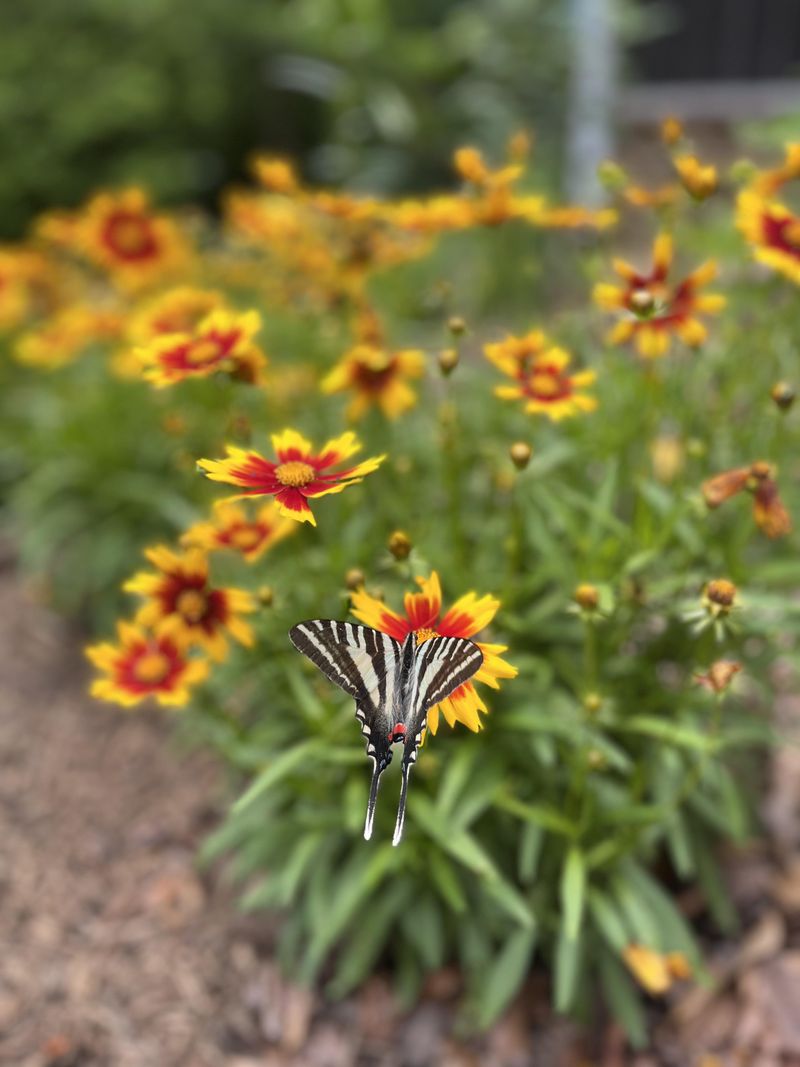 Coreopsis Brings Steady Butterfly Visits