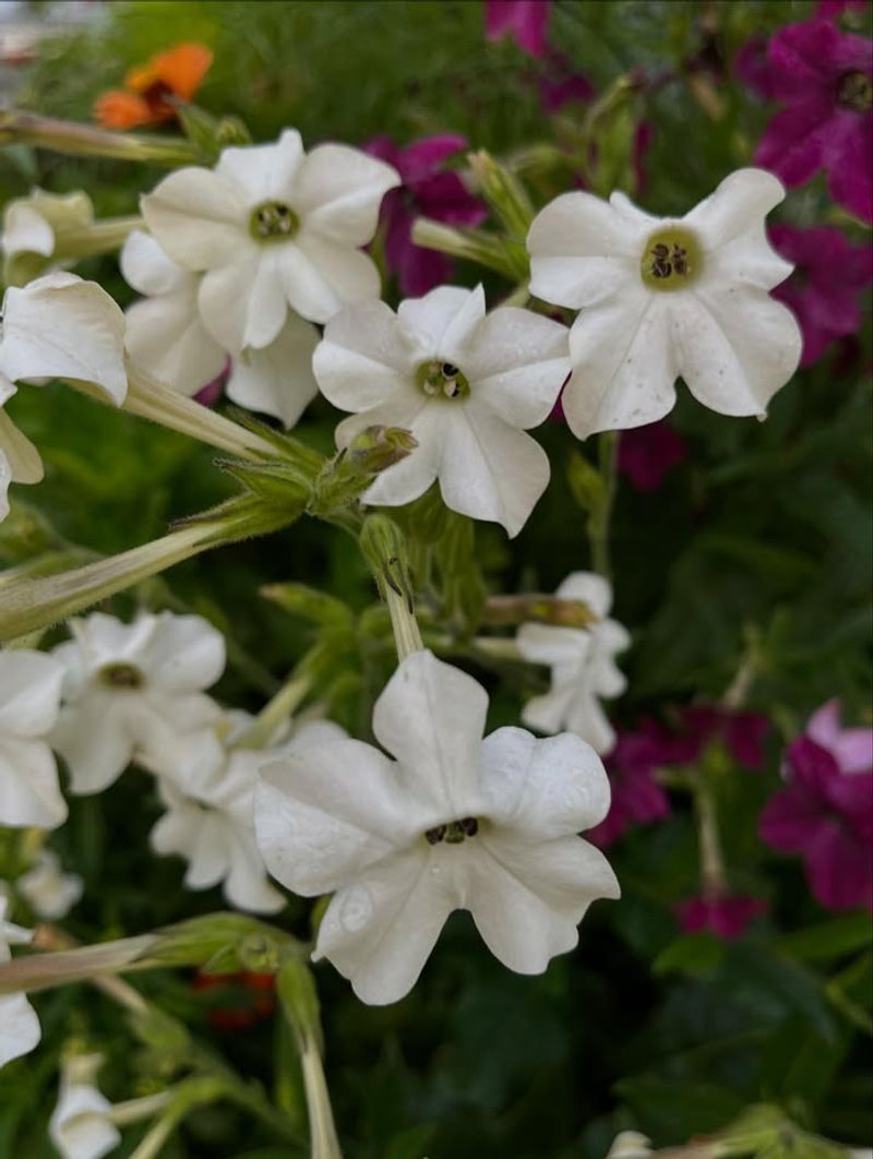 Nicotiana / Flowering Tobacco 