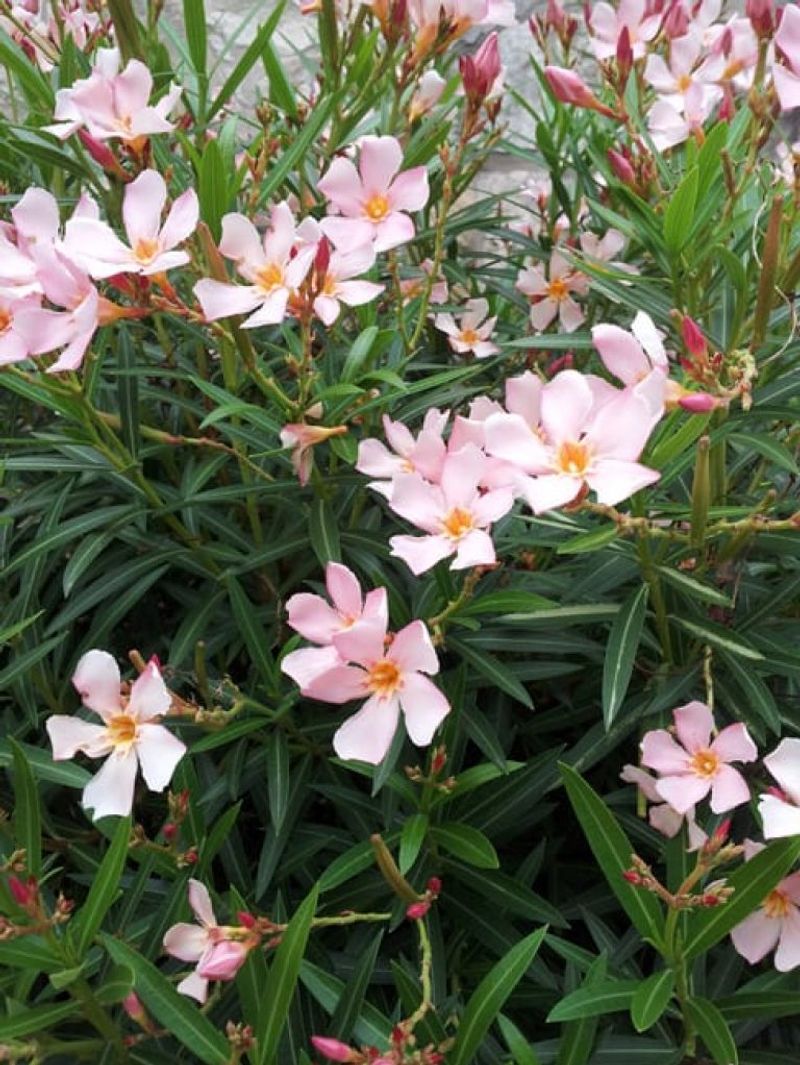 Oleander 